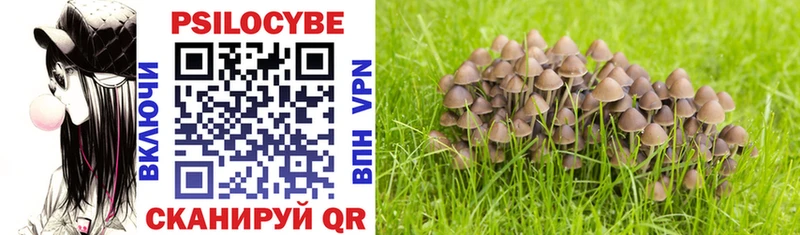 как найти наркотики Балтийск Галлюциногенные грибы Psilocybine cubensis